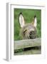 Donkey Foal Looking Curiously over Fence-null-Framed Photographic Print