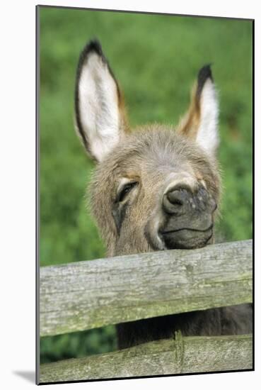 Donkey Foal Looking Curiously over Fence-null-Mounted Photographic Print