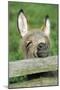 Donkey Foal Looking Curiously over Fence-null-Mounted Photographic Print