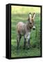 Donkey Foal Standing on Meadow-null-Framed Stretched Canvas