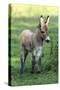 Donkey Foal Standing on Meadow-null-Stretched Canvas