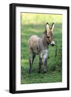 Donkey Foal Standing on Meadow-null-Framed Photographic Print