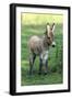Donkey Foal Standing on Meadow-null-Framed Photographic Print
