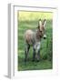 Donkey Foal Standing on Meadow-null-Framed Photographic Print