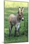 Donkey Foal Standing on Meadow-null-Mounted Photographic Print