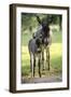 Donkey Foal with Mother on Meadow-null-Framed Photographic Print