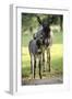 Donkey Foal with Mother on Meadow-null-Framed Photographic Print