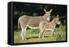 Donkey Foal with Mother-null-Framed Stretched Canvas