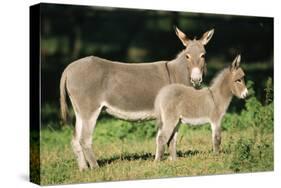 Donkey Foal with Mother-null-Stretched Canvas