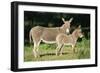 Donkey Foal with Mother-null-Framed Photographic Print