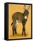 Donkey Foal-null-Framed Stretched Canvas