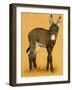 Donkey Foal-null-Framed Giclee Print