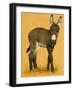 Donkey Foal-null-Framed Giclee Print