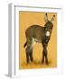 Donkey Foal-null-Framed Giclee Print