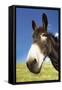 Donkey in Green Field, Close-Up of Head-null-Framed Stretched Canvas