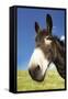 Donkey in Green Field, Close-Up of Head-null-Framed Stretched Canvas