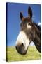 Donkey in Green Field, Close-Up of Head-null-Stretched Canvas