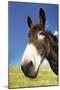 Donkey in Green Field, Close-Up of Head-null-Mounted Photo