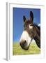 Donkey in Green Field, Close-Up of Head-null-Framed Photo