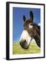 Donkey in Green Field, Close-Up of Head-null-Framed Photo