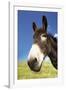 Donkey in Green Field, Close-Up of Head-null-Framed Photo