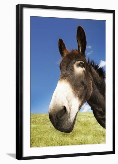 Donkey in Green Field, Close-Up of Head-null-Framed Photo