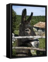 Donkey in Rural Setting, Cres Island, Kvarner Gulf, Croatia, Europe-Stuart Black-Framed Stretched Canvas