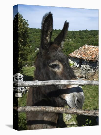 Donkey in Rural Setting, Cres Island, Kvarner Gulf, Croatia, Europe-Stuart Black-Stretched Canvas
