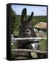 Donkey in Rural Setting, Cres Island, Kvarner Gulf, Croatia, Europe-Stuart Black-Framed Stretched Canvas