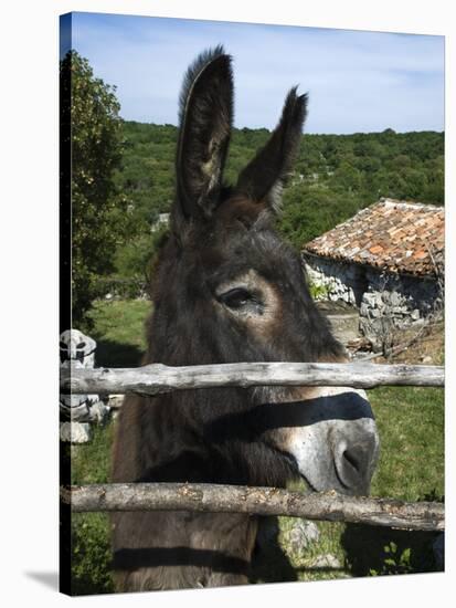 Donkey in Rural Setting, Cres Island, Kvarner Gulf, Croatia, Europe-Stuart Black-Stretched Canvas