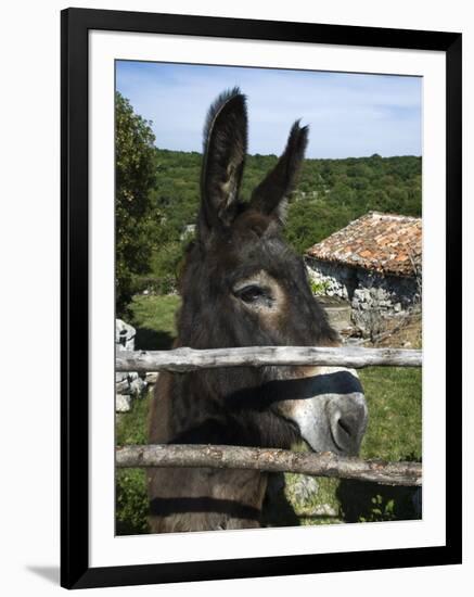 Donkey in Rural Setting, Cres Island, Kvarner Gulf, Croatia, Europe-Stuart Black-Framed Premium Photographic Print