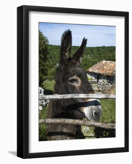 Donkey in Rural Setting, Cres Island, Kvarner Gulf, Croatia, Europe-Stuart Black-Framed Photographic Print