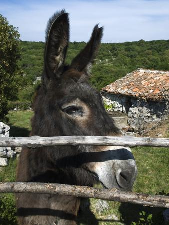 https://imgc.allpostersimages.com/img/posters/donkey-in-rural-setting-cres-island-kvarner-gulf-croatia-europe_u-L-PFW1NU0.jpg?artPerspective=n