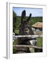 Donkey in Rural Setting, Cres Island, Kvarner Gulf, Croatia, Europe-Stuart Black-Framed Photographic Print