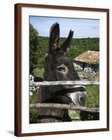 Donkey in Rural Setting, Cres Island, Kvarner Gulf, Croatia, Europe-Stuart Black-Framed Photographic Print