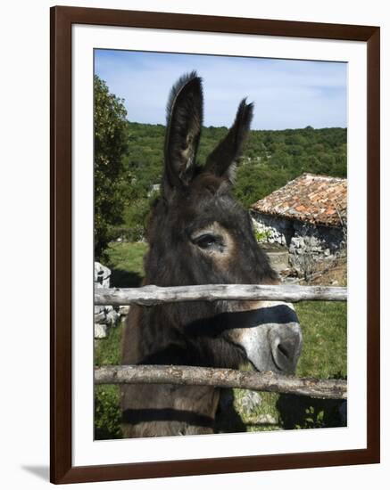 Donkey in Rural Setting, Cres Island, Kvarner Gulf, Croatia, Europe-Stuart Black-Framed Photographic Print