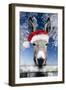 Donkey Looking over Fence Wearing Christmas Hat in Snow-null-Framed Photographic Print