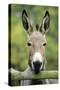 Donkey Looking over Fence-null-Stretched Canvas