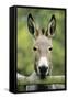 Donkey Looking over Fence-null-Framed Stretched Canvas