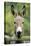 Donkey Looking over Fence-null-Stretched Canvas