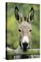 Donkey Looking over Fence-null-Stretched Canvas