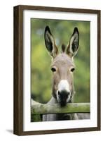 Donkey Looking over Fence-null-Framed Photographic Print