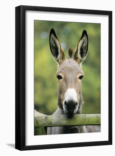 Donkey Looking over Fence-null-Framed Photographic Print