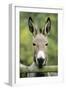 Donkey Looking over Fence-null-Framed Photographic Print