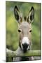 Donkey Looking over Fence-null-Mounted Photographic Print