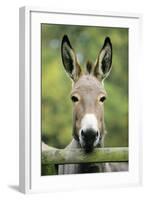 Donkey Looking over Fence-null-Framed Photographic Print