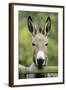 Donkey Looking over Fence-null-Framed Photographic Print