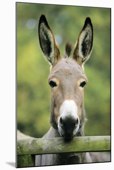 Donkey Looking over Fence-null-Mounted Photographic Print