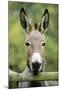 Donkey Looking over Fence-null-Mounted Photographic Print