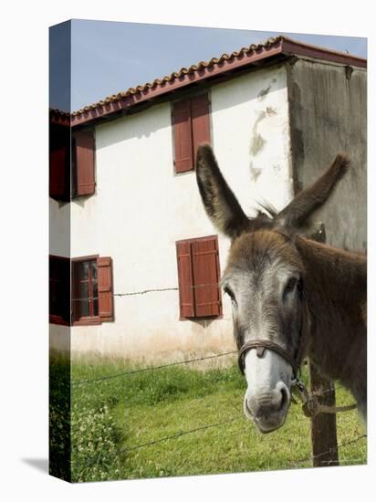 Donkey Near St. Jean Pied De Port, Basque Country, Pyrenees-Atlantiques, Aquitaine, France-R H Productions-Stretched Canvas